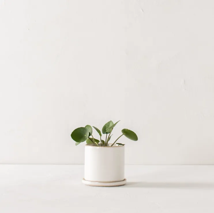 minimal planter