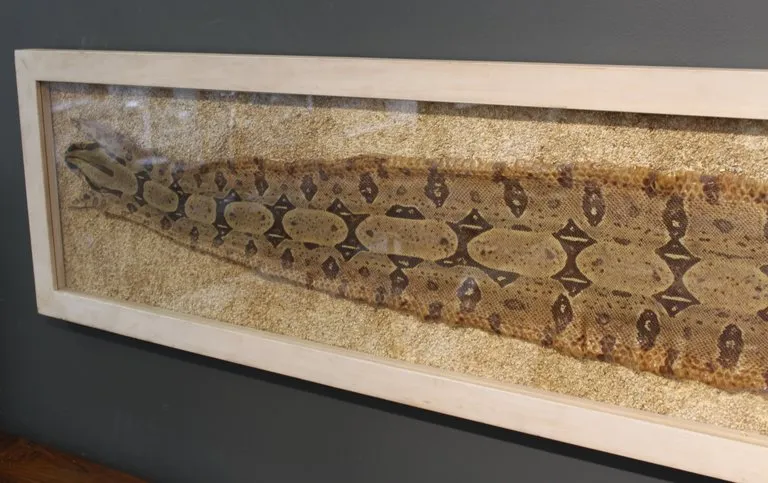 Modern Framed Snakeskin Shadowbox