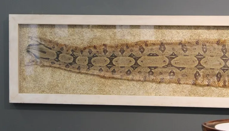 Modern Framed Snakeskin Shadowbox